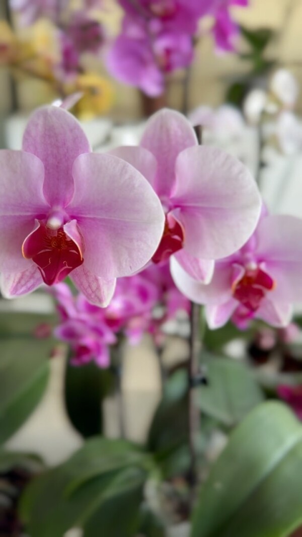 ¡Encuentra la orquídea 🌺 perfecta para tu hogar u oficina! 🏡🏢
En Florería San Borja contamos con variedad de colores para darles armonía y elegancia a tus espacios 💖 Encuéntralas en nuestra web: www.floreriasb.com.pe o en nuestro local en Av. las artes norte 288, San Borja.
.
.
Orquídeas orquideasperu plantas plantasnaturales plantasdeinterior floreslima floristerialima floreriasperu floreriaslima deliveryplantas floresadomicilio regalosperu decoracioninteriores floreriasanborja